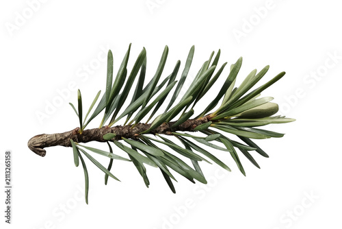 Short spruce twig with fresh green needles