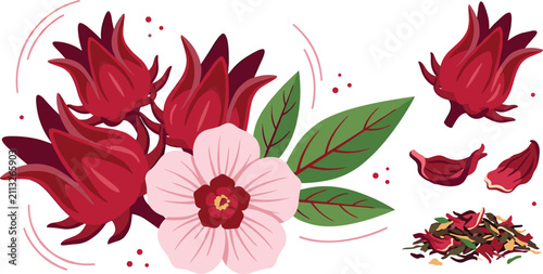Obraz na plátně Fresh roselle hibiscus flower vector illustration with red calyx leaves and drie