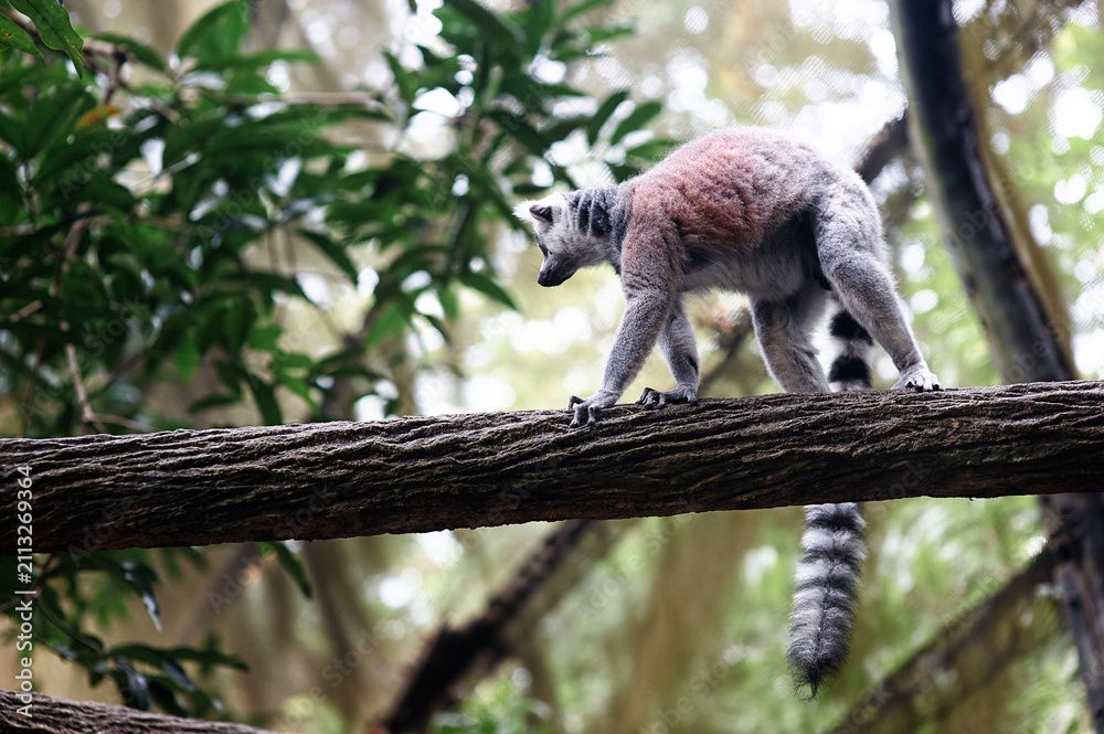 Fototapeta premium A ring-tailed lemur walks along a thick tree branch in a lush tropical forest canopy, showing its distinctive striped tail and agile posture amid soft natural light and blurred green foliage.