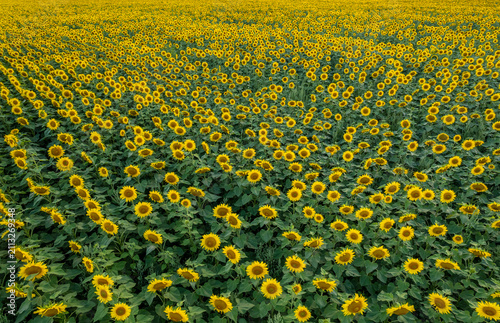 Sonnenblumenfeld von oben