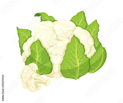 Whole cauliflower and inflorescences in cartoon style. Vector illustration of fresh, tasty cauliflower with green leaves, cut inflorescences isolated on white background. Healthy seasonal vegetables.