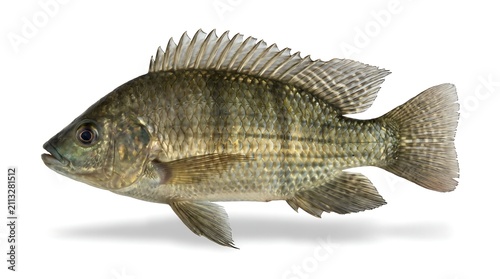 A side view of a tilapia fish isolated on a white background.