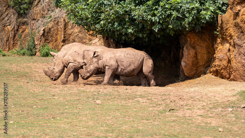 Photography baby elephant in the zoo