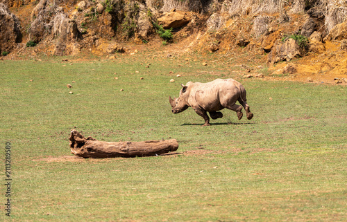 Photography rhino in the wild