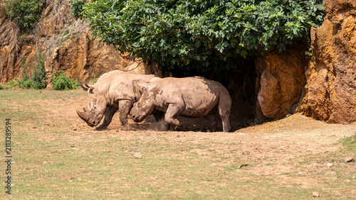 Fotografía mother and baby rhino