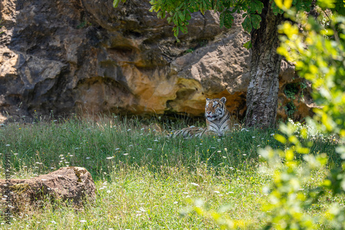 leopard walking in the grass