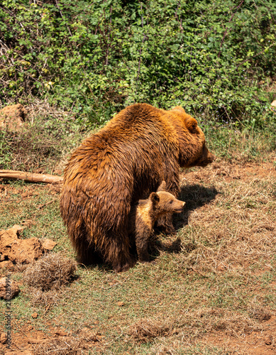 brown bear cub