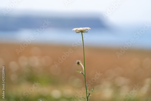 field of daisies