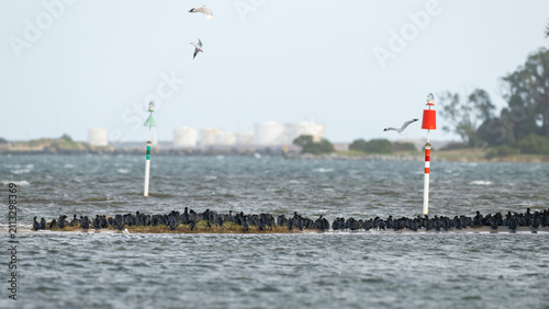 фотографія Large flock of cormorants resting on a sandbar with gulls and channel markers in an estuary