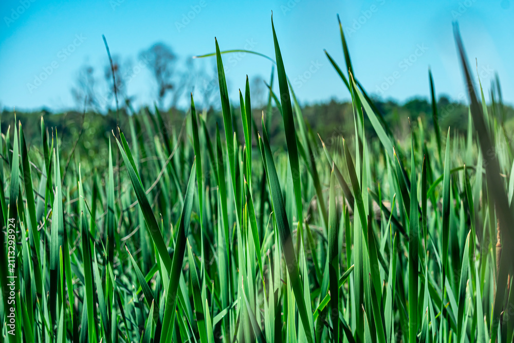 Fototapeta premium Close-up view of fresh green reed grass growing in a natural wetland or marsh under a bright blue sky. The image is captured from a low angle with selective focus, highlighting the vibrant blades of g