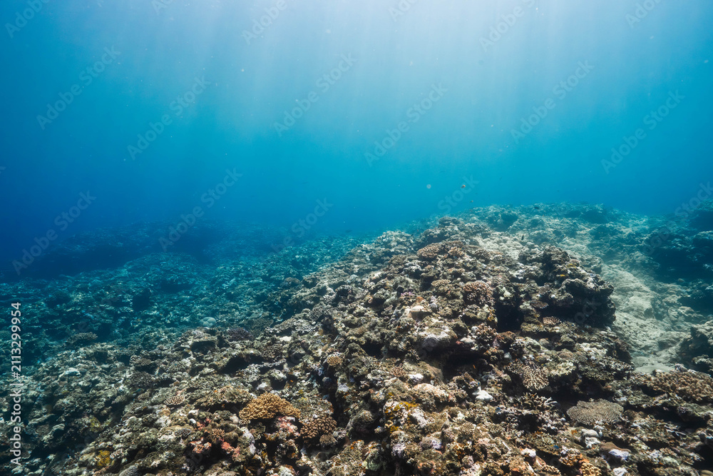 Obraz premium Underwater View of Sun Rays Illuminating a Tropical Coral Reef
