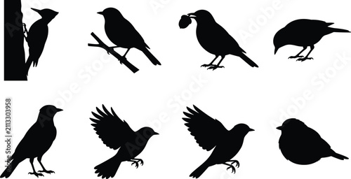 Obraz na płótnie Set of black silhouette wild birds featuring flying, perched, and pecking poses