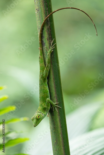 Daytime vertical close-up view of a Neotropical Green Anole (Anolis biporcatus) clinging head-down to a plant stem with its long tail curved in a primary rainforest. Venecia, San José, Costa Rica.