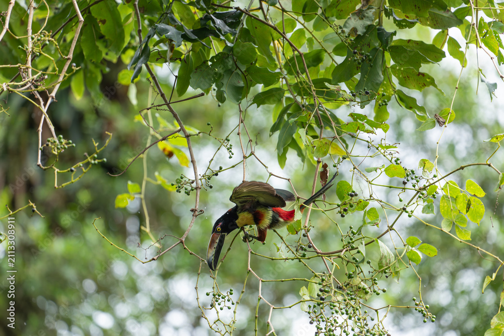 Fototapeta premium Daytime horizontal view of a Collared Aracari reaching upside down with open wings to feed on small berries in a Citerne tree canopy in a primary rainforest. Venecia, San José, Costa Rica.