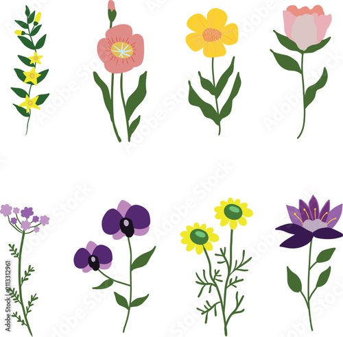 Colorful Spring and Summer Meadow Flowers Isolated on White Background
