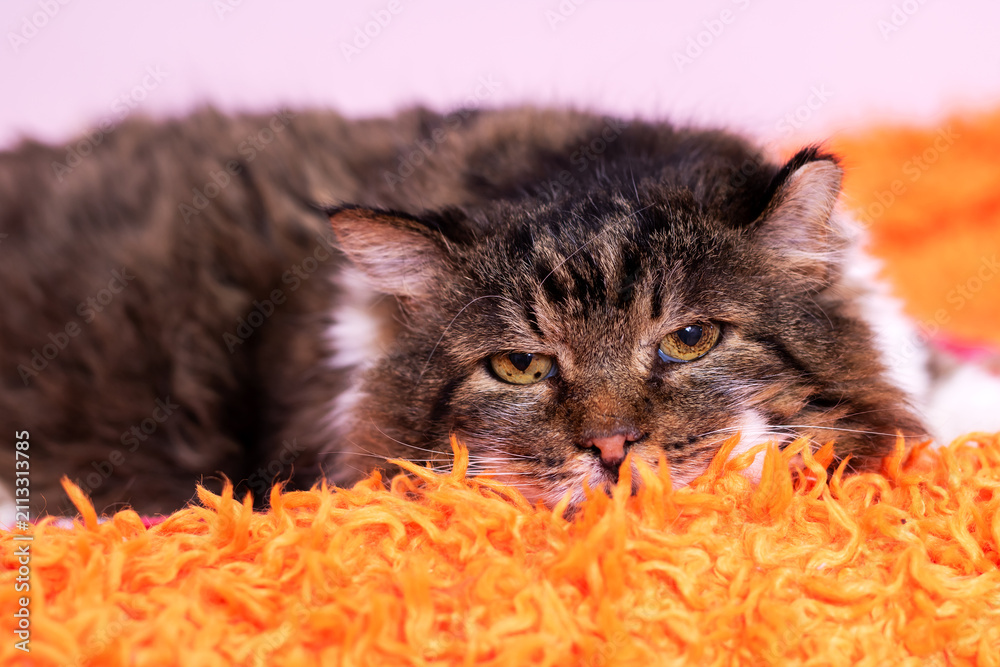 Naklejka premium Longhaired tabby cat resting on bright orange shag rug with calm gaze, soft fur texture, and warm indoor light in cozy home setting, close view of peaceful domestic pet
