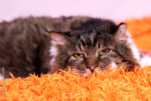 Quadro su tela Longhaired tabby cat resting on bright orange shag rug with calm gaze, soft fur