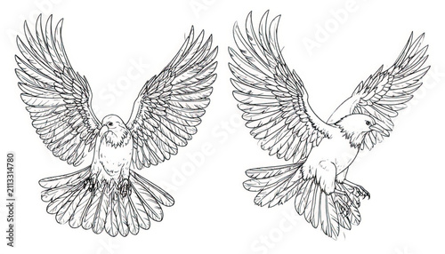 Detailed Black and White Illustration of Bird Wings with Delicate Feathers