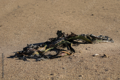 Quadro su tela Weltitschia mirabilis that makes its home in the arid waterless Namib Desert
