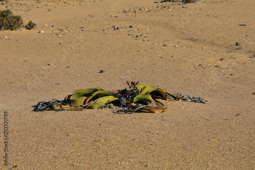 Foto Weltitschia mirabilis that makes its home in the arid waterless Namib Desert