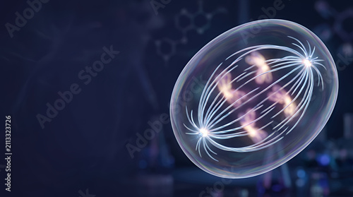 Pearl fibers guiding chromosome movement during cell division