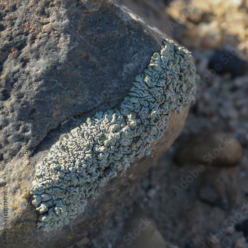 Lichen growing on a rock in the Namib Desert subsisting on the dew that falls