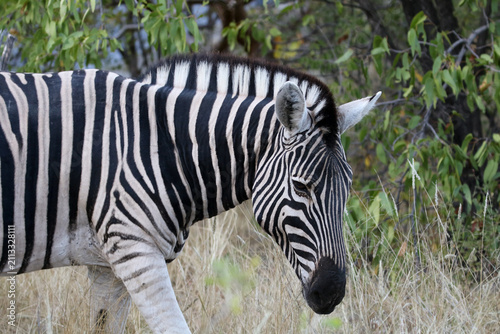 The zebra of the Etosha Park of Namibia