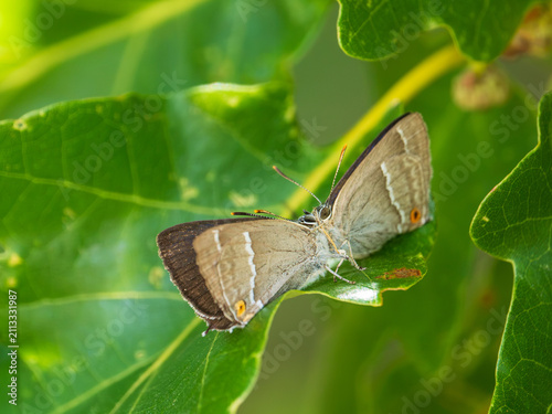 Quadro su tela Purple Hairstreak on an Oak Tree in Courtship Ritual