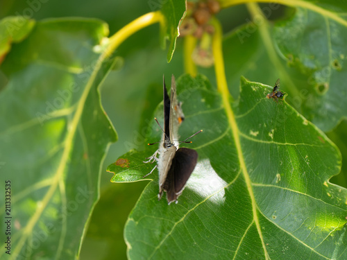 Foto Purple Hairstreak on an Oak Tree in Courtship Ritual