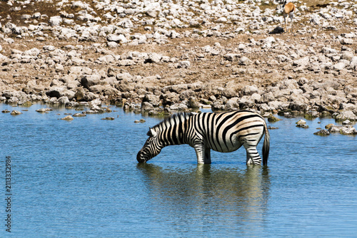 The zebra of the Etosha Park of Namibia