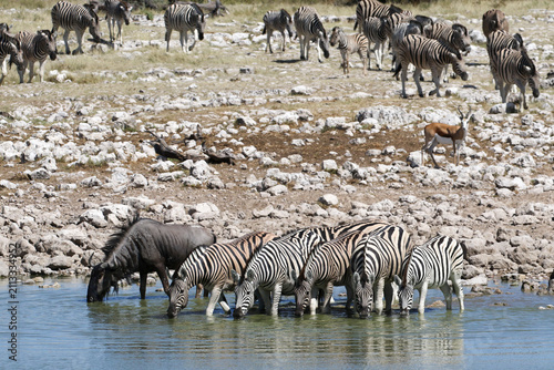 The zebra of the Etosha Park of Namibia