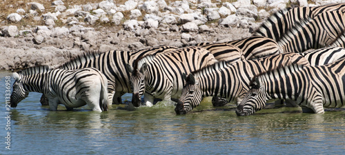 The zebra of the Etosha Park of Namibia