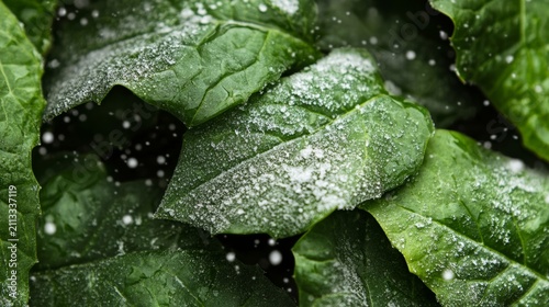 Close Up View of Leaves Covered with Snow