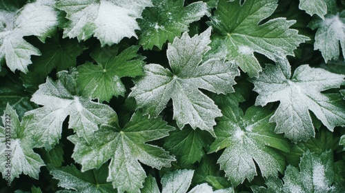 Close Up View of Leaves Covered with Snow