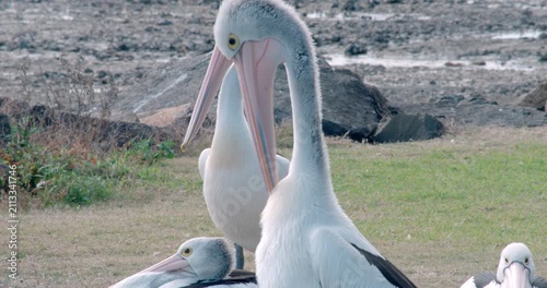 Side profile of pelicans preening while others rest along the shoreline