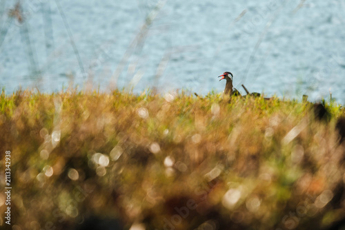 Fotografie Muscovy Duck on Grassy Shore by Water