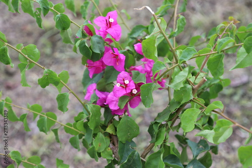 Cuadro en lienzo A vibrant bougainvillea plant blooms with brilliant magenta-pink bracts and tiny