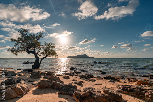 Tropical sand beach with stones in the Philippines with mangrove tree in the water 
