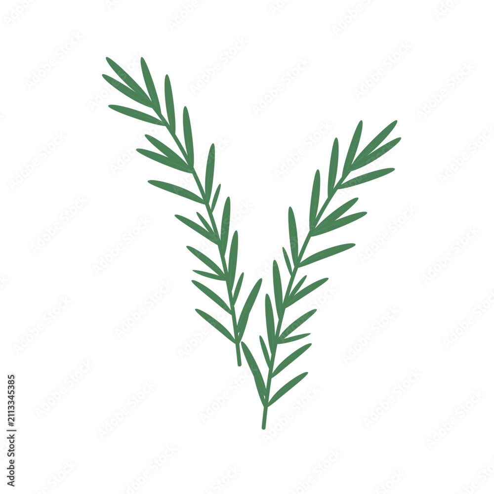 Fototapeta premium Rosemary Herb Flat Vector Illustration