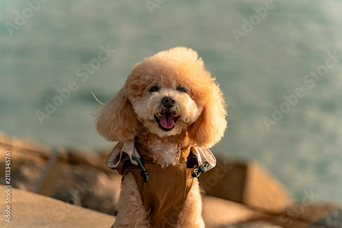 Golden hour picture of a cute toy poodle dog