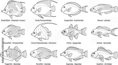 Hand Drawn Tropical Reef Fish Collection Vector Set with Marine Species Line Art Illustrations