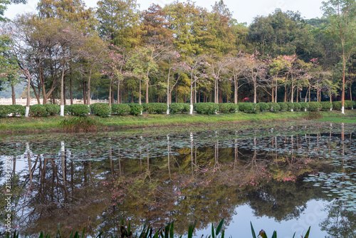 spring in the park