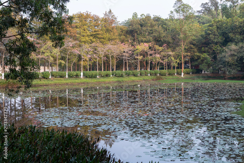 spring in the park