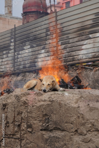 Photography Dog resting beside funeral pyre at Manikarnika Ghat in Varanasi, India