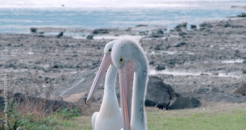 Medium telephoto close up of two pelicans grooming by the waterside