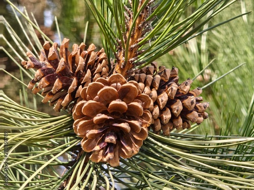 Quadro su tela Rich brown Pinus coulteri pine cones nestle among long, silvery green needles, r