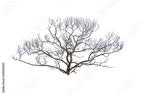 Naked tree vector  silhouette