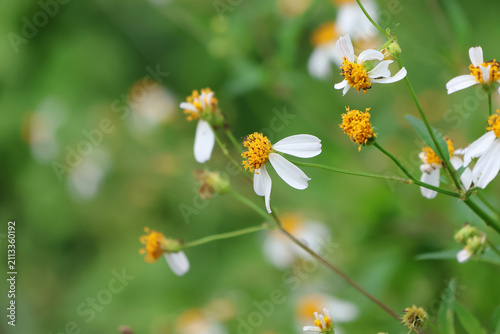 Beautiful little daisy soft petals with white and yellow in the wild