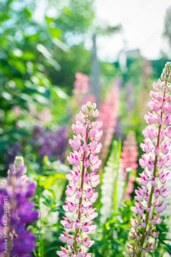 Obraz premium Lupine flowers growth on the field. Shallow depth of field. Selective focus. 