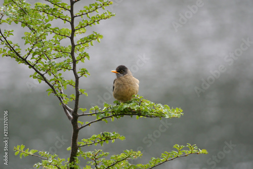 Austral Thrush, Turdus falcklandii, perched on a branch